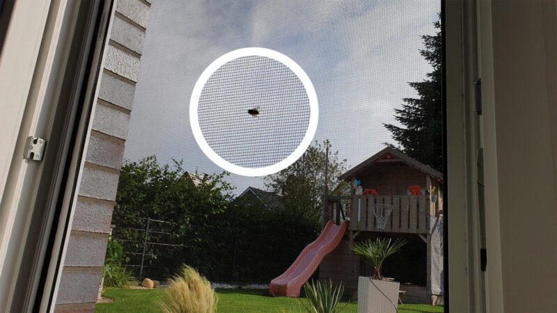 Fliegengitter als Insektenschutz: Fliege am Fenster