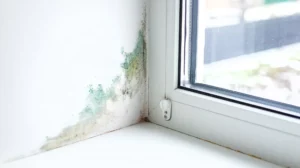 Schimmel im Haus vermeiden – Fenster Schimmel